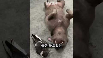 까치 친구 댕댕이ㅋㅋㅋ