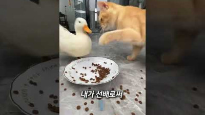 어느 고양이의 계획 (feat.오리 쩝쩝이)