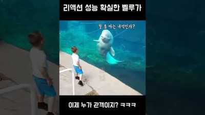 리액션 성능 확실한 벨루가