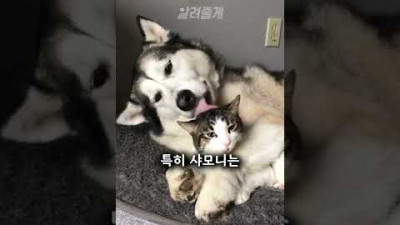 방석을 빼앗긴 강아지#shorts