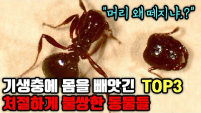 몸을 빼앗겨 기괴하게 기생당하는 동물들