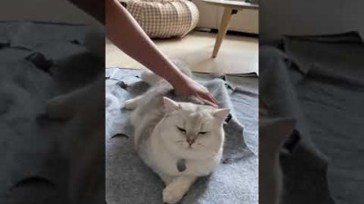말 안 듣는 고양이 겁주기ㅋㅋㅋ
