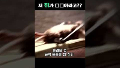 덫을 눈앞에 둔 쥐의 최후 ㅎㄷㄷ...
