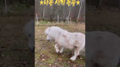 방금.. 만화를 찢고 나온 새끼 동물의 매력 ♥