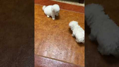 새끼강아지 대화법 야! 왜?! 뭐?! #shorts #강아지일상