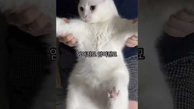 암뭐킹묘 암뭐킹묘