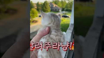 난간에서 새끼 고양이 잡는 충격적인 남성의 행동 ㄷㄷ 이유는?
