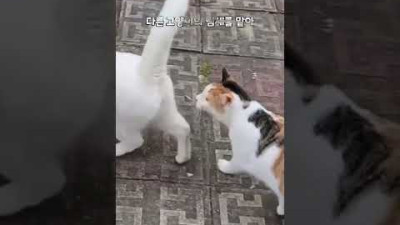 고양이는 왜 발냄새를 맡으면 표정이 고장 날까? #shorts