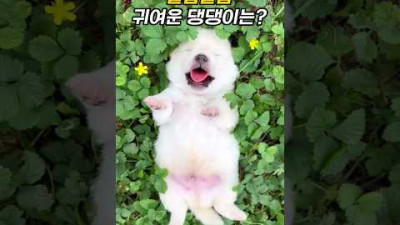 날름날름 혓바닥으로 위협하는 아기 댕댕이